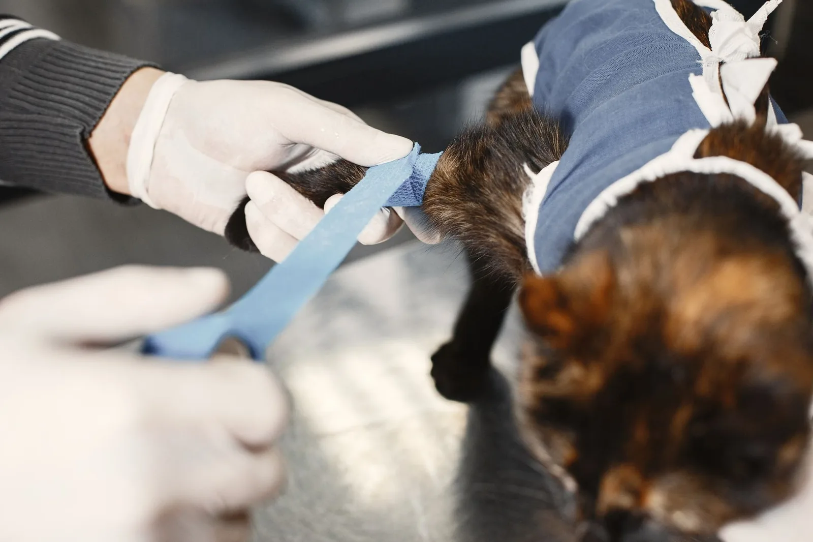 UK veterinary practice