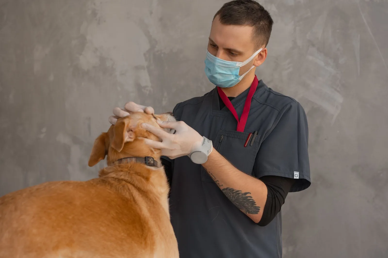 UK veterinary practice