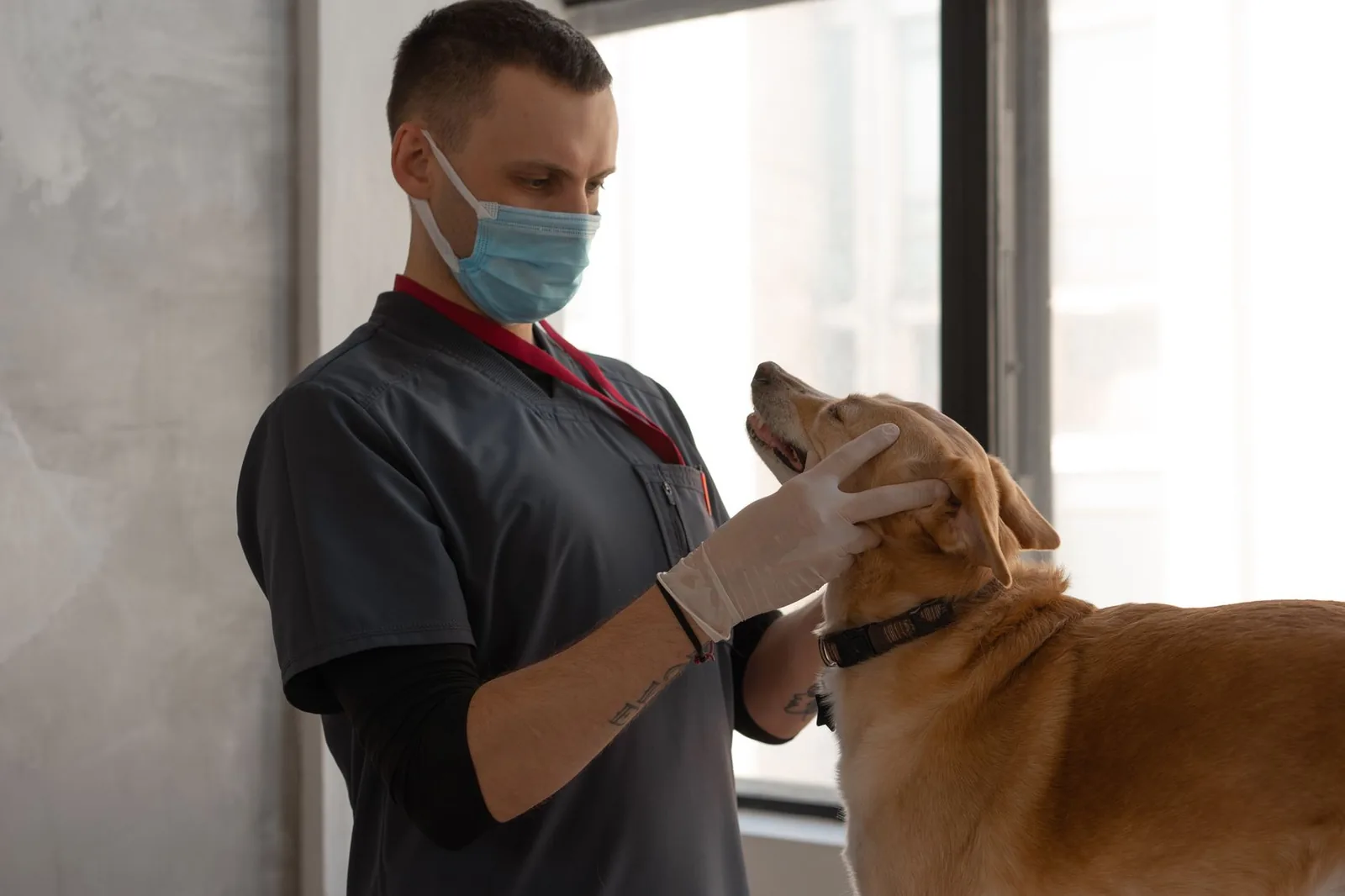 UK veterinary practice