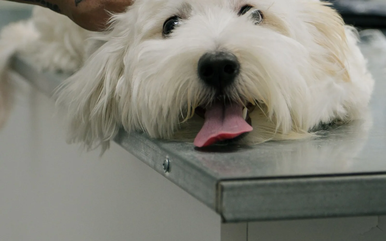UK veterinary practice